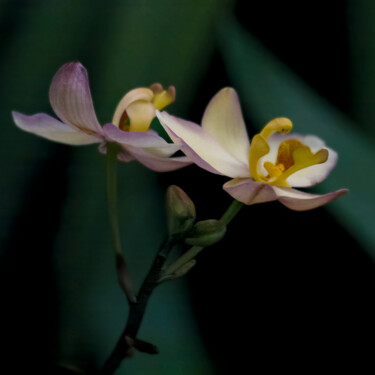Photography titled "Orchids 2" by Robbi Ling Montgomery, Original Artwork, Digital Photography