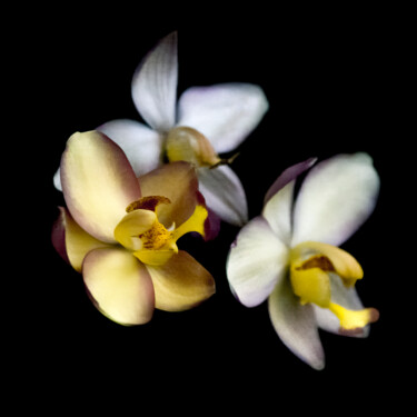 Photography titled "Orchids 3" by Robbi Ling Montgomery, Original Artwork, Digital Photography