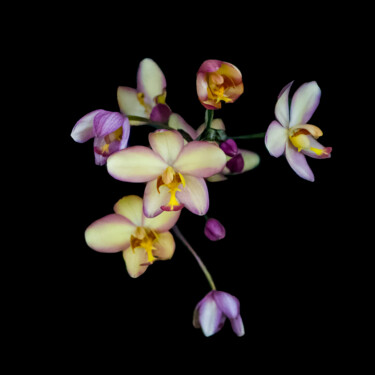 Fotografia intitolato "Orchids 4" da Robbi Ling Montgomery, Opera d'arte originale, Fotografia digitale