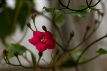 Фотография под названием "First Blossom" - Robbi Ling Montgomery, Подлинное произведение искусства, Цифровая фотография