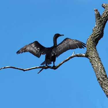 Fotografie mit dem Titel "Cormorant Wings" von Robbi Ling Montgomery, Original-Kunstwerk, Digitale Fotografie
