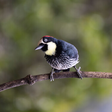 Fotografia zatytułowany „Acorn Woodpecker” autorstwa Robbi Ling Montgomery, Oryginalna praca, Fotografia cyfrowa