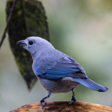 Photography titled "Bluegrey Tanager" by Robbi Ling Montgomery, Original Artwork, Digital Photography