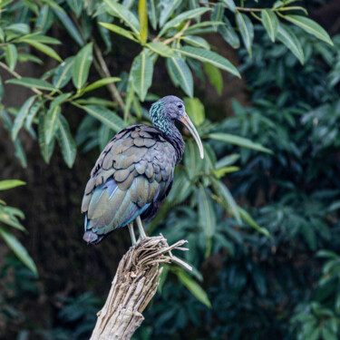 Фотография под названием "Green Ibis" - Robbi Ling Montgomery, Подлинное произведение искусства, Цифровая фотография
