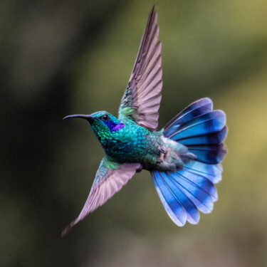 Photography titled "Lesser Violetear" by Robbi Ling Montgomery, Original Artwork, Digital Photography