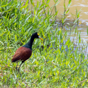 Photography titled "Northern Jacana" by Robbi Ling Montgomery, Original Artwork, Digital Photography