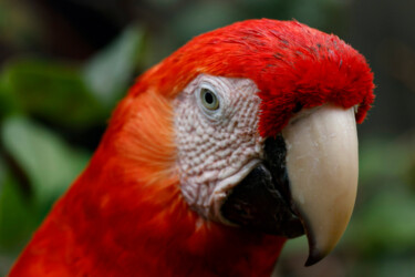 Photography titled "Scarlet Macaw" by Robbi Ling Montgomery, Original Artwork, Digital Photography
