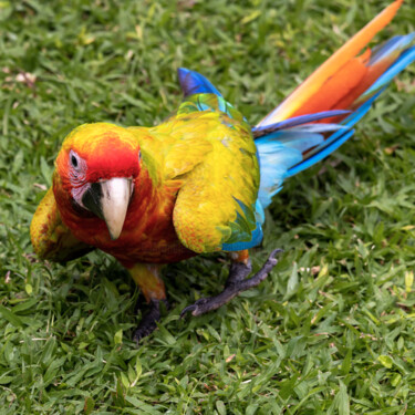 Fotografia intitolato "Hybrid Macaw" da Robbi Ling Montgomery, Opera d'arte originale, Fotografia non manipolata