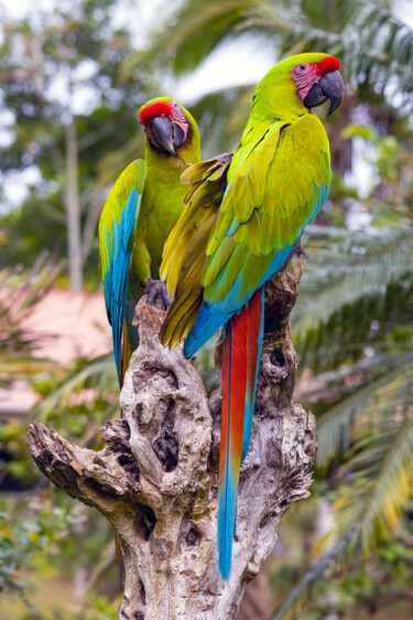 Fotografie getiteld "Great Green Macaws" door Robbi Ling Montgomery, Origineel Kunstwerk, Digitale fotografie