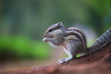 Photographie intitulée "Squirrel" par Robbie Ross, Œuvre d'art originale