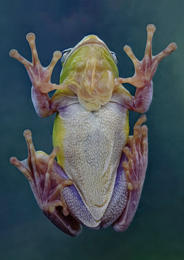 Digital Arts titled "Green Tree Frog on…" by Robert Benson, Original Artwork, Digital Photography