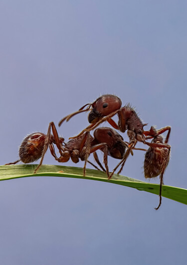 Цифровое искусство под названием "Red Harvester Ants…" - Robert Benson, Подлинное произведение искусства, Цифровая фотография