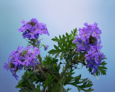 Arts numériques intitulée "Prairie Vervain" par Robert Benson, Œuvre d'art originale, Photographie numérique