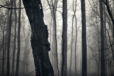 Fotografie getiteld "Winter Trees" door Robert D Atkinson, Origineel Kunstwerk, Digitale fotografie