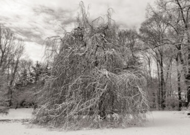 Fotografie getiteld "Winter Tree" door Robert D Atkinson, Origineel Kunstwerk, Digitale fotografie