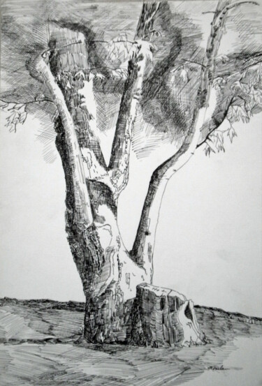 Drawing titled "Olive Tree" by Robert Winslow, Original Artwork, Ink