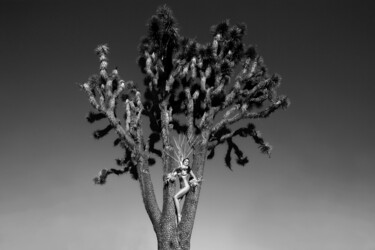 Fotografia zatytułowany „Joshua Tree” autorstwa Roberto Manetta, Oryginalna praca, Fotografia cyfrowa