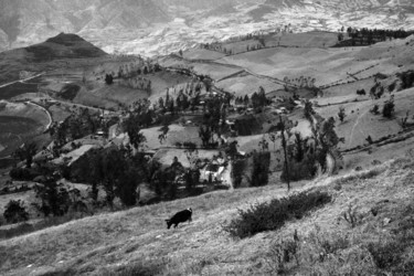 Fotografia intitolato "mucca peruviana a h…" da Roberto Ferrero, Opera d'arte originale, fotografia a pellicola