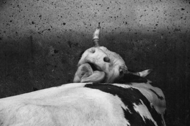 Fotografia intitulada "mucca valdostana" por Roberto Ferrero, Obras de arte originais, Fotografia de filme