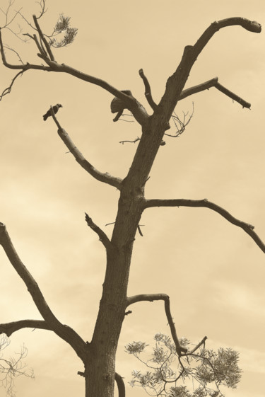 Fotografia zatytułowany „corvus monedula” autorstwa Roberto Ferrero, Oryginalna praca, Fotografia cyfrowa