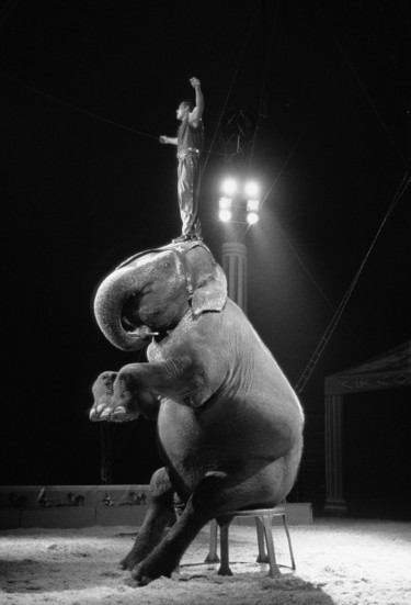 제목이 "l'elefante del circ…"인 사진 Roberto Ferrero로, 원작, 아날로그 사진
