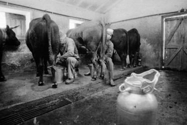 Fotografia intitolato "mungere la mucca" da Roberto Ferrero, Opera d'arte originale, fotografia a pellicola