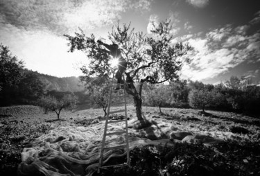Photographie intitulée "raccolta delle olive" par Roberto Ferrero, Œuvre d'art originale, Photographie argentique