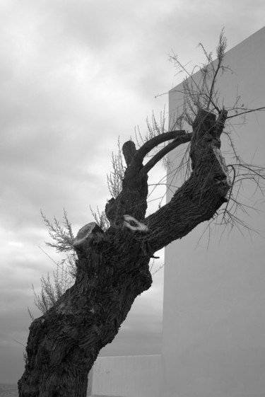 Photography titled "albero vivo" by Roberto Ferrero, Original Artwork, Digital Photography