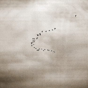 Fotografie mit dem Titel "il volo dell'anatra…" von Roberto Ferrero, Original-Kunstwerk, Digitale Fotografie
