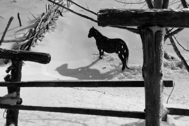 Fotografia intitulada "cavallo nero sul co…" por Roberto Ferrero, Obras de arte originais, Fotografia digital