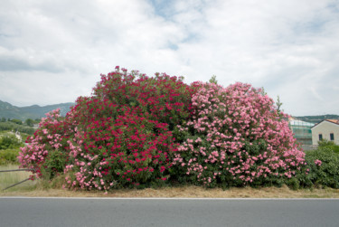 Fotografia intitolato "bougainvillea sulla…" da Roberto Ferrero, Opera d'arte originale, Fotografia digitale