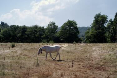 Fotografia intitulada "cavallo bianco in v…" por Roberto Ferrero, Obras de arte originais, Fotografia digital