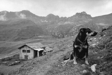 Fotografia intitolato "cane da pastore" da Roberto Ferrero, Opera d'arte originale, fotografia a pellicola
