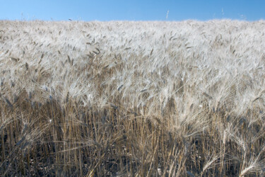 Fotografia intitolato "campo di grano" da Roberto Ferrero, Opera d'arte originale, Fotografia digitale