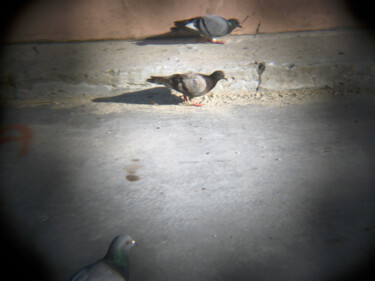Fotografie getiteld "tre piccioni" door Roberto Ferrero, Origineel Kunstwerk, Digitale fotografie