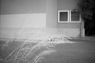 Photographie intitulée "gatto silvestro" par Roberto Ferrero, Œuvre d'art originale, Photographie numérique