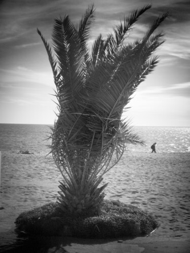 Fotografie mit dem Titel "la palma e l'omino" von Roberto Ferrero, Original-Kunstwerk, Digitale Fotografie