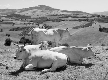 Fotografía titulada "mucche del molise" por Roberto Ferrero, Obra de arte original, Fotografía digital