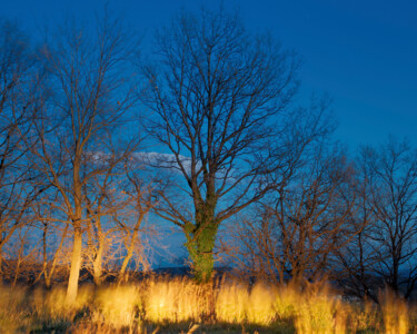 Fotografía titulada "albero illuminato d…" por Roberto Ferrero, Obra de arte original, Fotografía digital