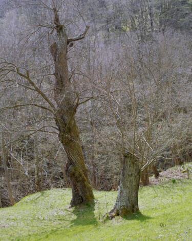 Photographie intitulée "albero che ricresce" par Roberto Ferrero, Œuvre d'art originale, Photographie numérique