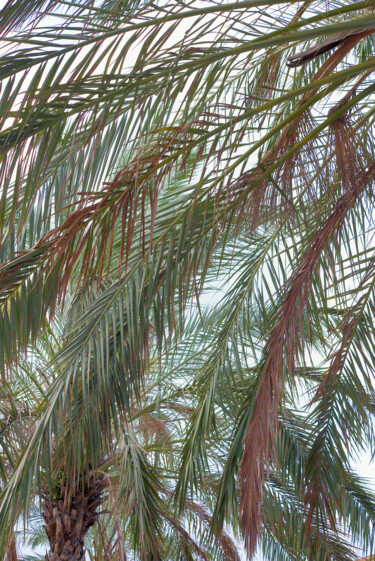 Fotografie getiteld "foglie di palma #02" door Roberto Ferrero, Origineel Kunstwerk, Digitale fotografie