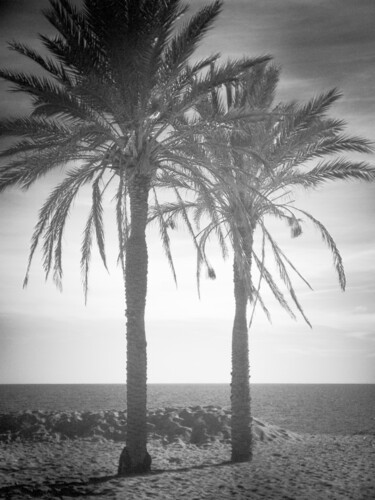Fotografie mit dem Titel "le palme" von Roberto Ferrero, Original-Kunstwerk, Digitale Fotografie