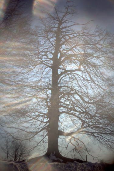 Photographie intitulée "albero in controluce" par Roberto Ferrero, Œuvre d'art originale, Photographie numérique