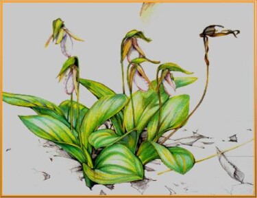 Dibujo titulada "Lady Slippers Full…" por Robin Mols, Obra de arte original