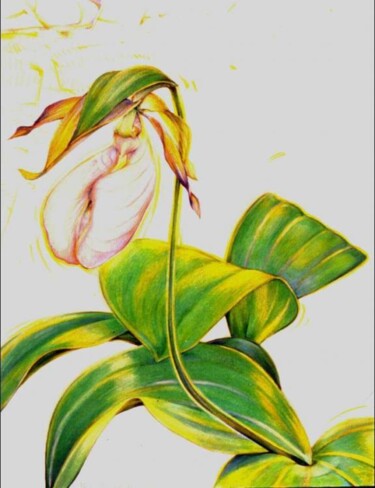 Dessin intitulée "Lady Slipper I" par Robin Mols, Œuvre d'art originale