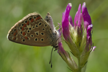 Photographie intitulée "Papillon butinant s…" par Philippe Robin, Œuvre d'art originale