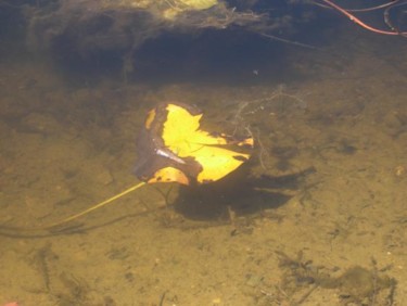 Photographie intitulée "feuille" par Françoise Robin De Morhéry, Œuvre d'art originale