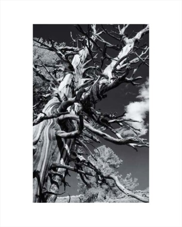 Fotografia intitolato "Pine and Clouds" da Rodman, Opera d'arte originale, Fotografia digitale Montato su Cartone