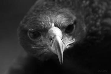 Photography titled "L'AIGLE" by Rodmel, Original Artwork, Digital Photography Mounted on Aluminium