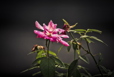 Fotografia intitolato "Pink Rose" da Rohit Kamboj, Opera d'arte originale, Fotografia digitale